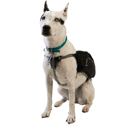 Dog Vest