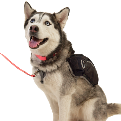 Dog Vest